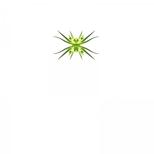 Creation of psychadelic plant: Step 5